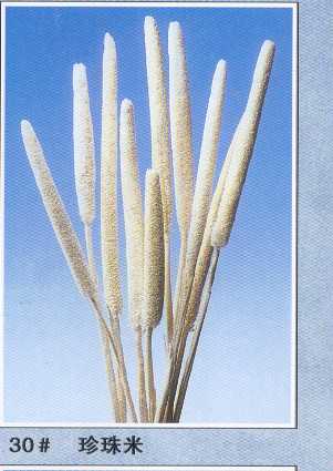 Babala(dry flower;dried flower)