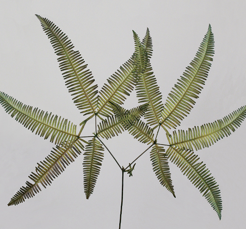 Mountain Fern(preserved)(dry flower;dried flower)