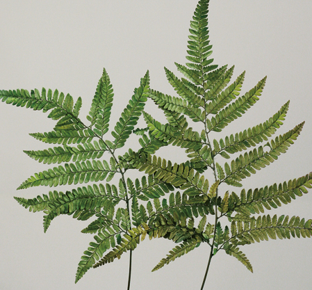 Leather Fern(preserved)(dry flower;dried flower)
