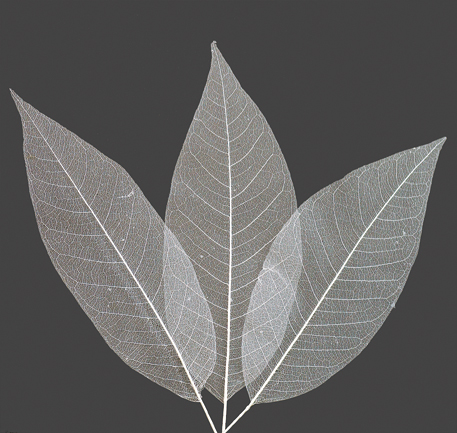 Small skeleton leaves(dry flower;dried flower)