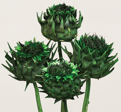 Artichoke M