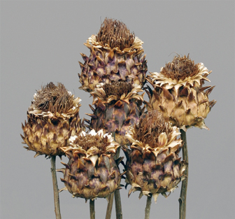 Artichoke S(dry flower;dried flower)