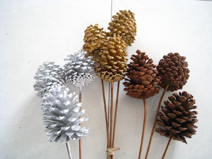 Loblolly(dry flower;dried flower)