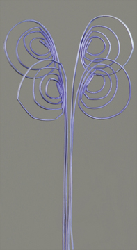 Cane Coil(dry flower;dried flower)