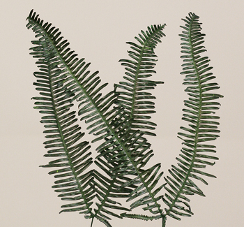 Seagull Fern(preserved)