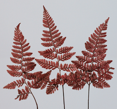 Mini Fern(preserved)(dry flower;dried flower)