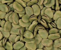 Broad Beans