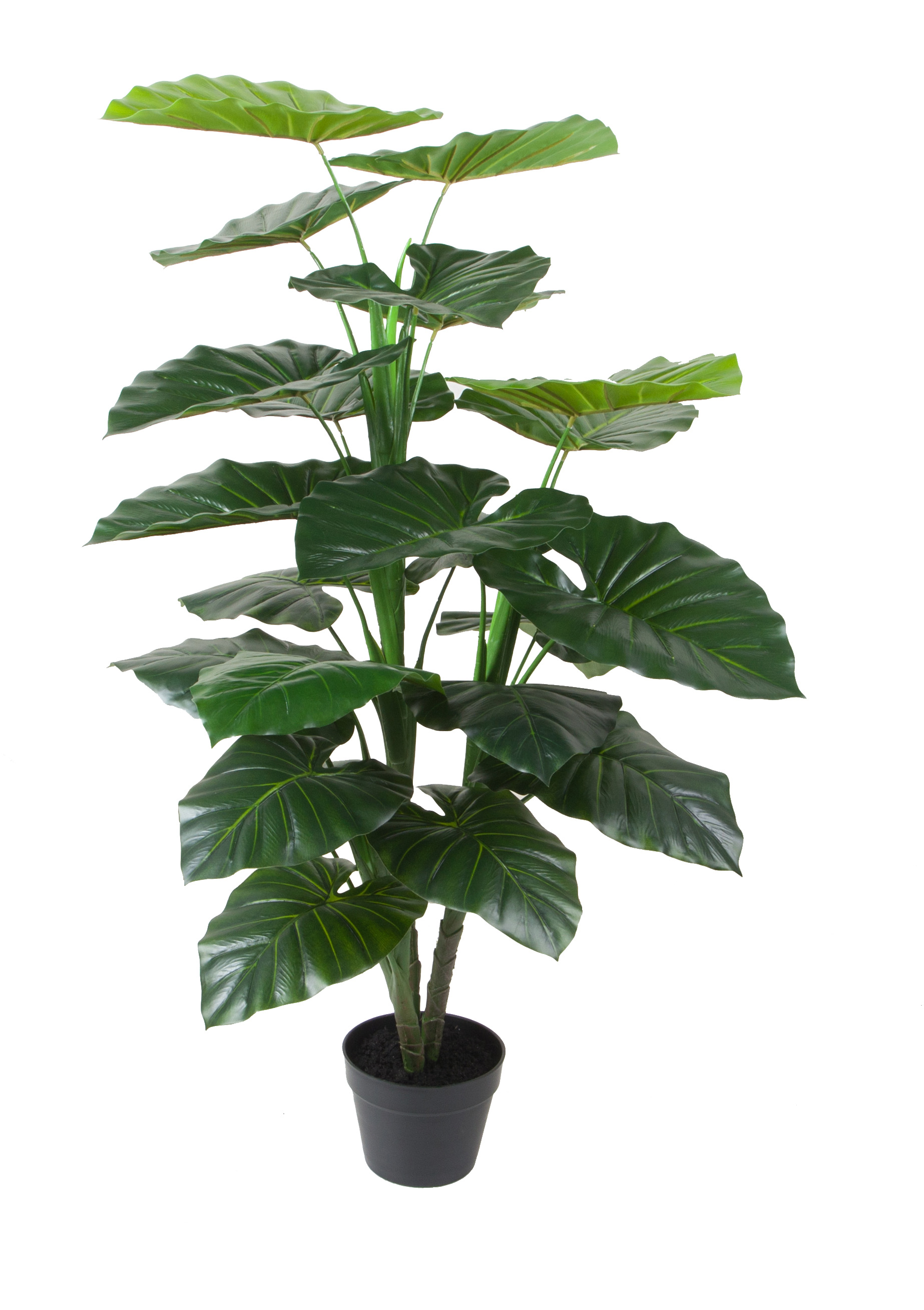 120CM Taro