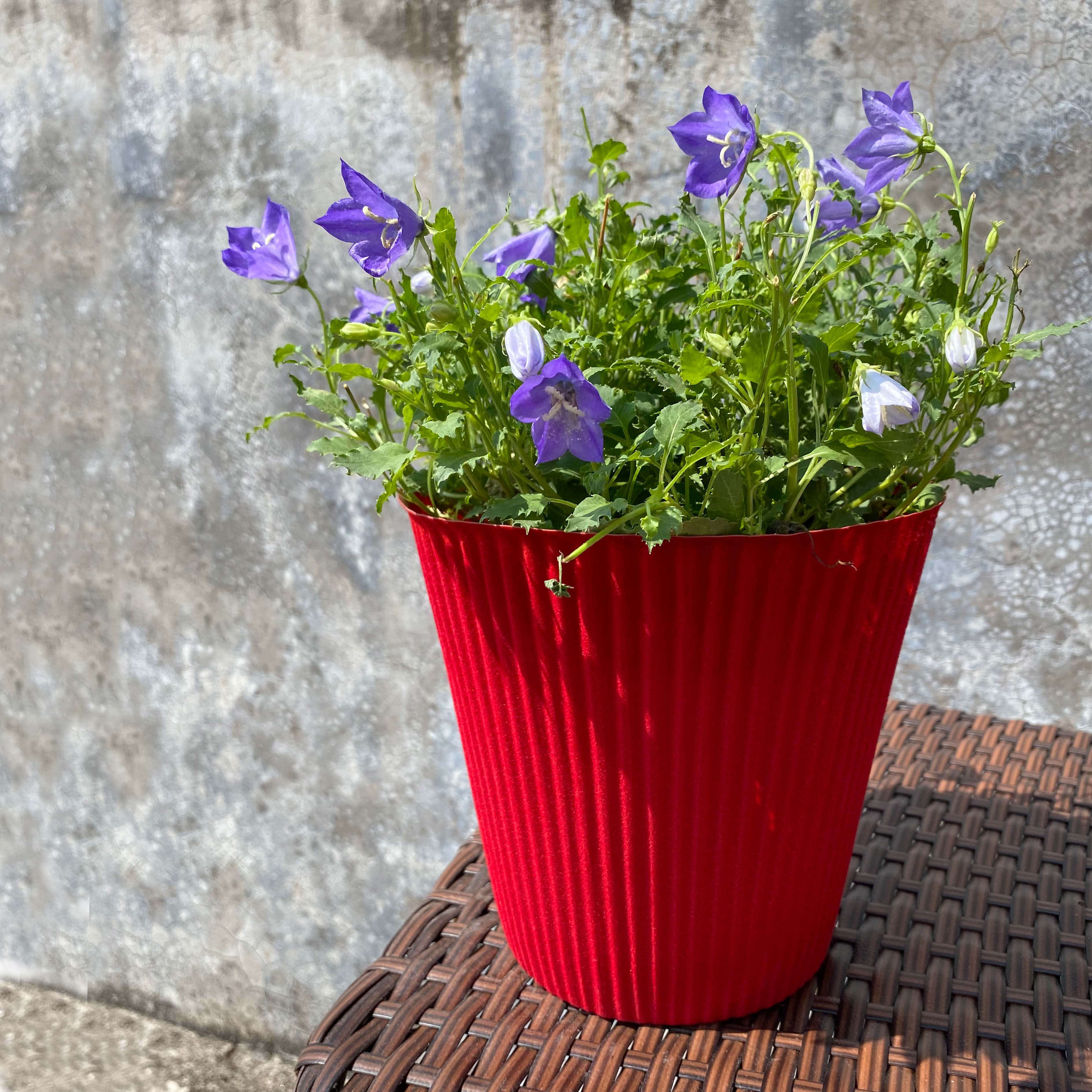 Cupake plastic cover pot