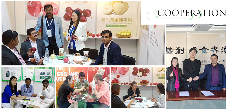 Gansu Sheng'an Century Jiayuan Agricultural Products Import and Export Co., Ltd. – Product photos 3