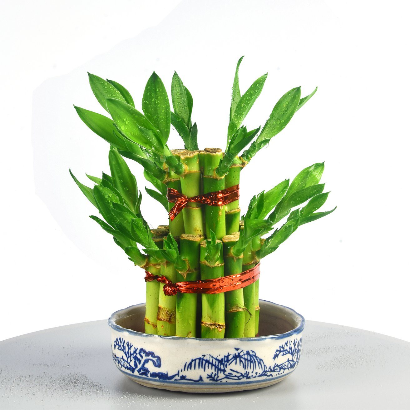 Lucky bamboo