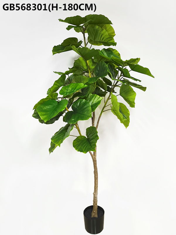 Ficus rumphii w/black plastic pot
