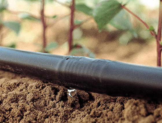 drip pipe ,drip irrigation pipe ,drip tube ,dripline ,cylidner dripper pipe , for farm irrigation