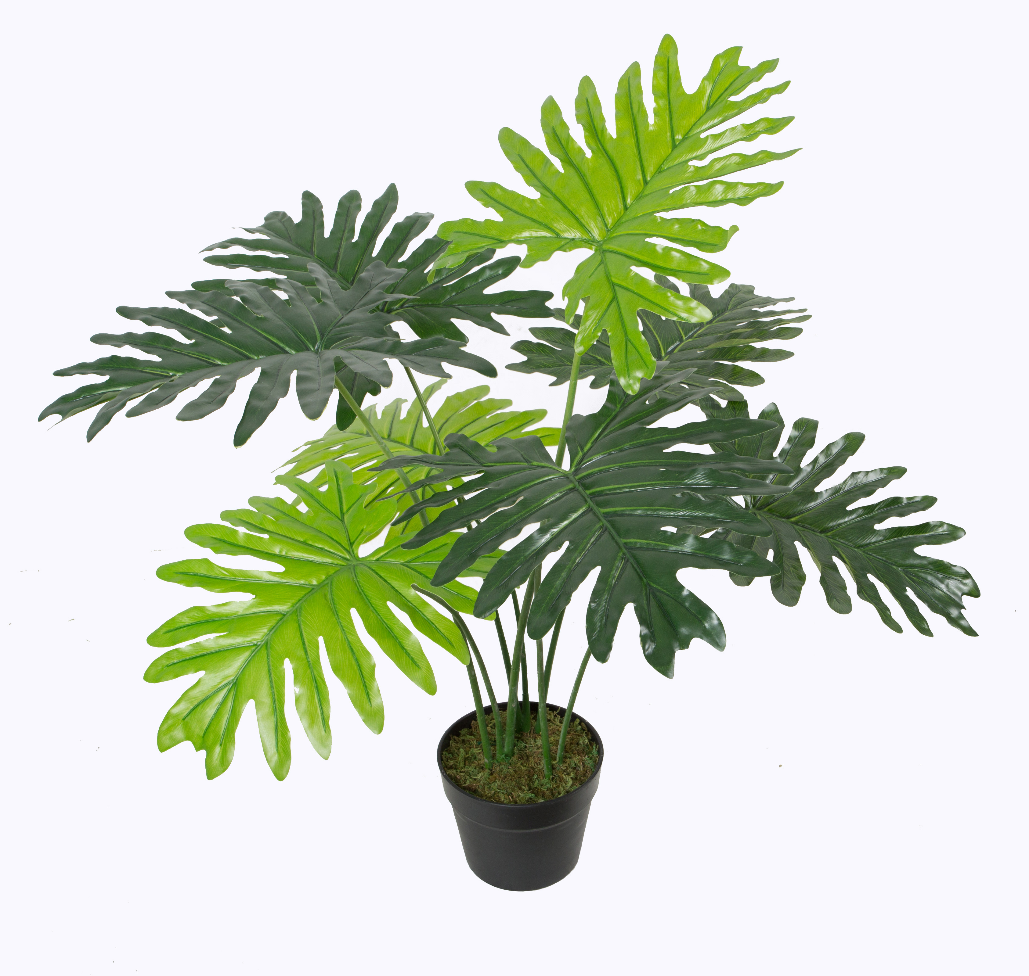 Spring taro 70cm