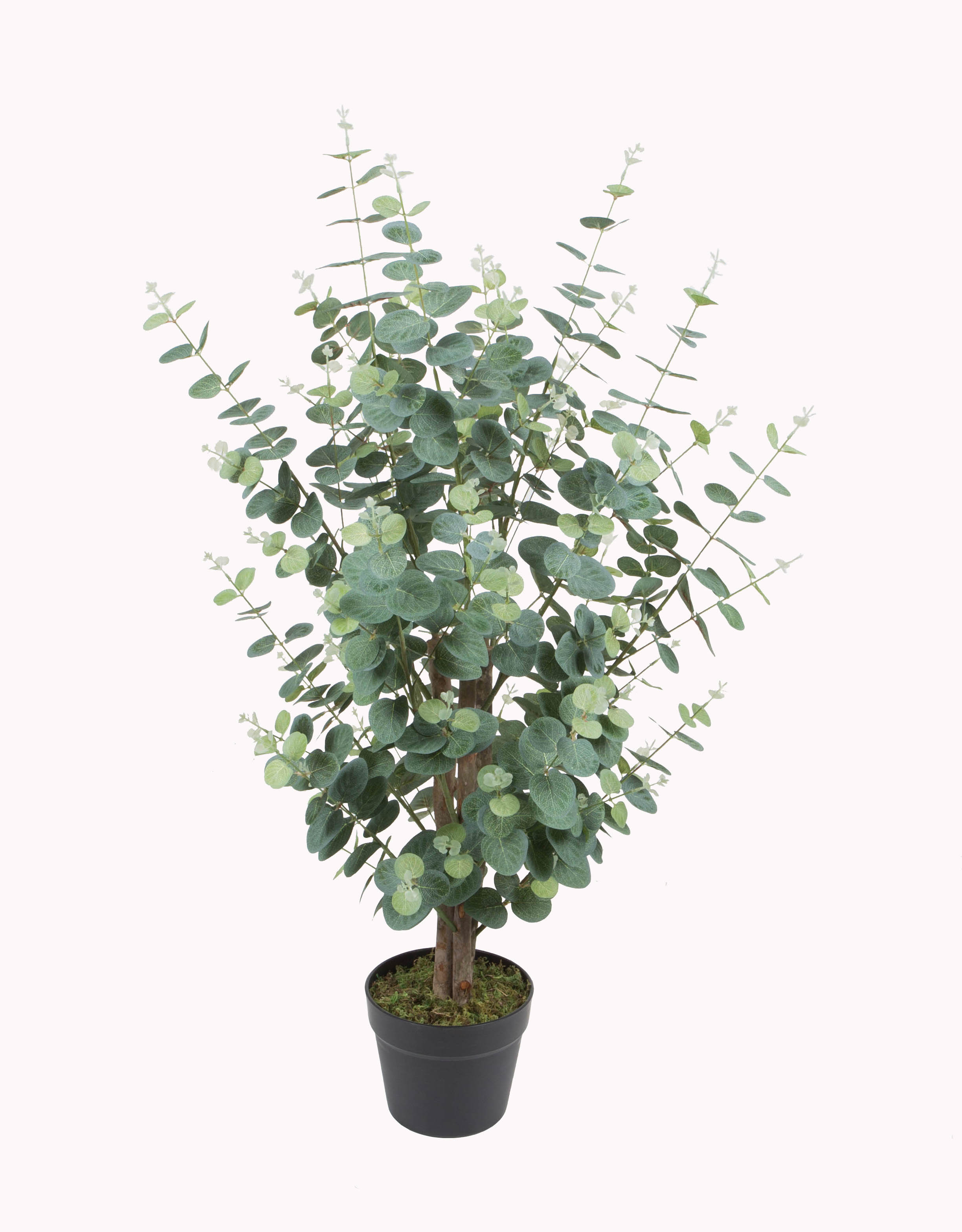 95cm eucalyptus tree