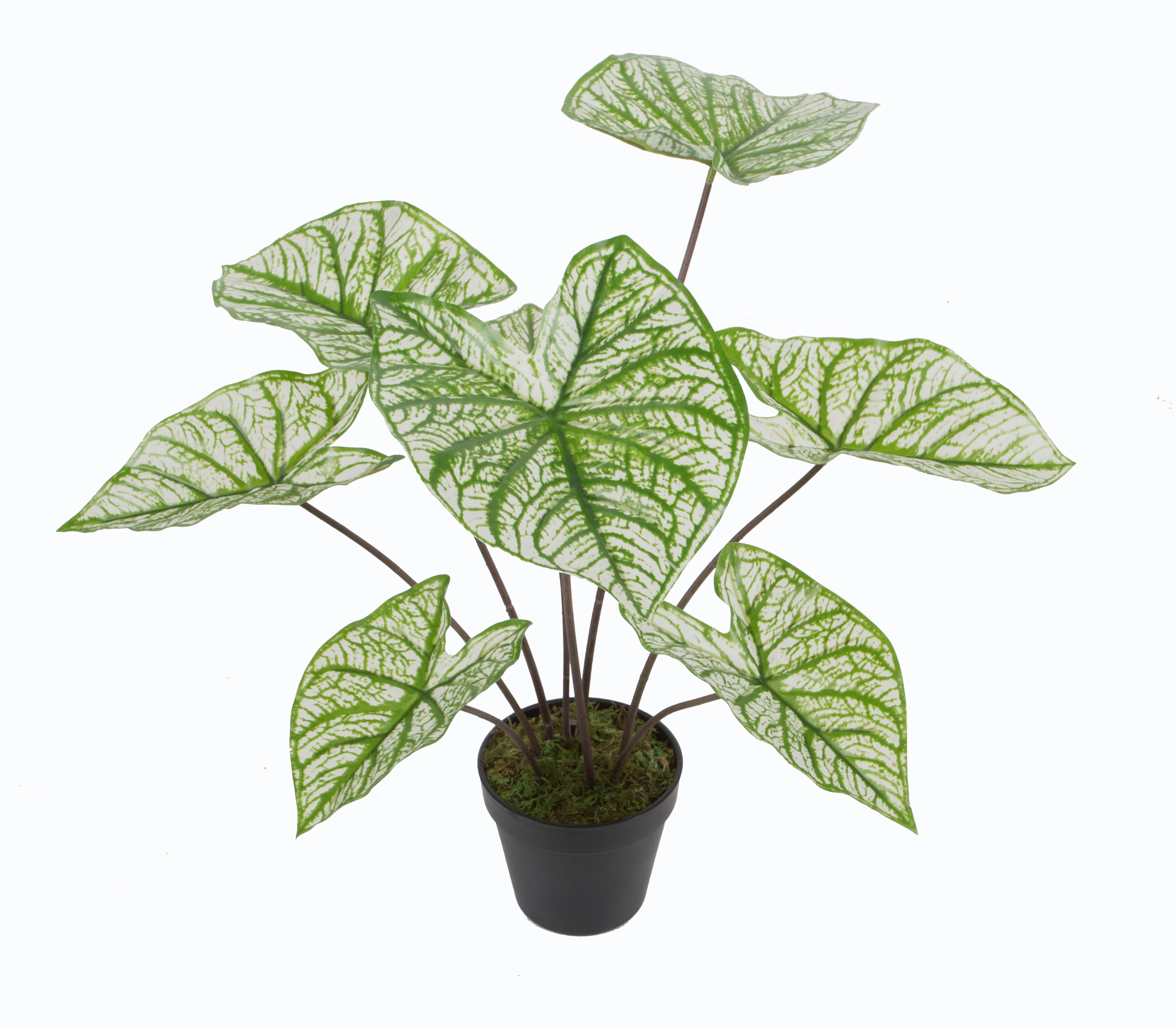 45cm3# white green taro