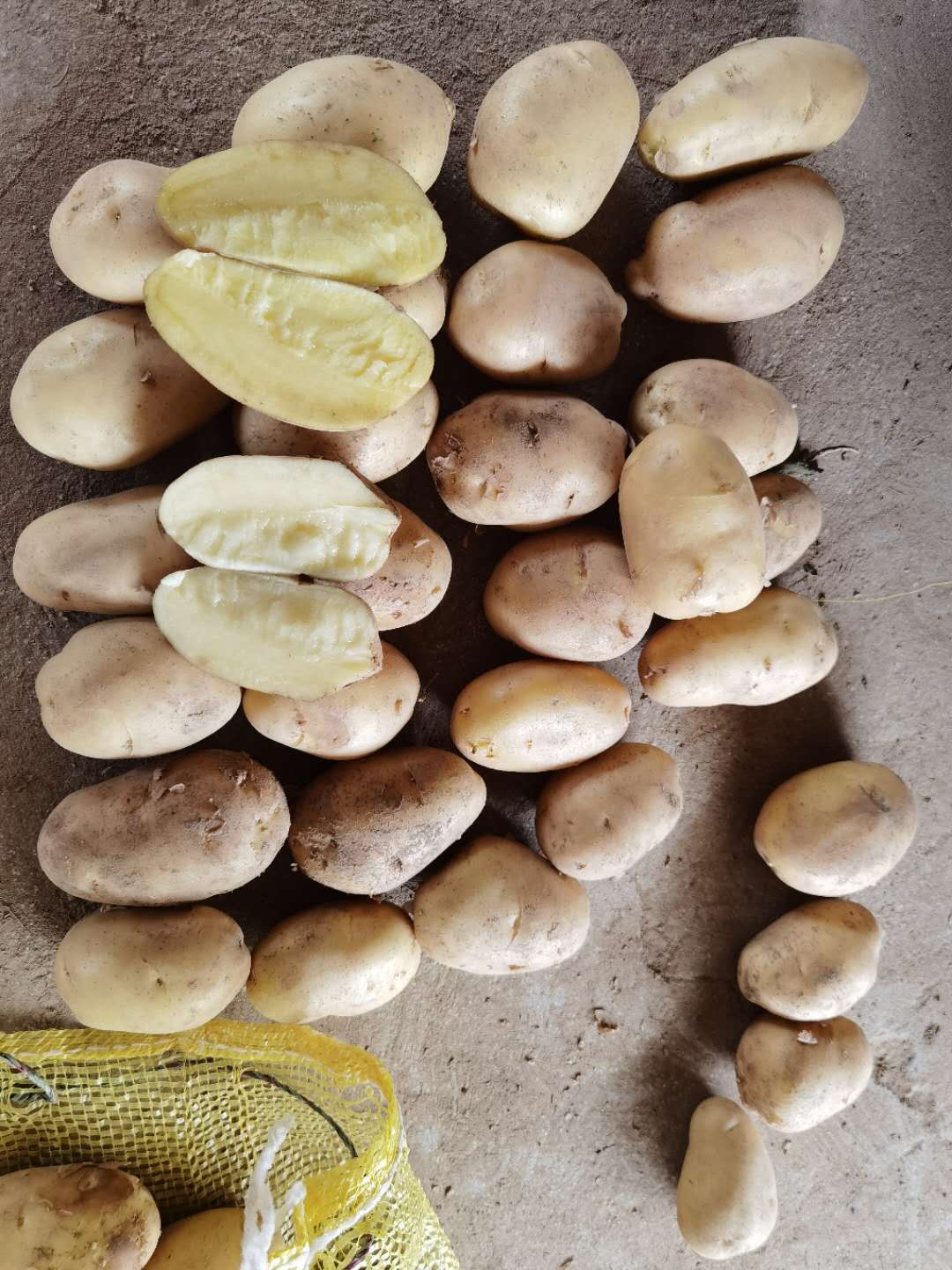 High quality fresh potato 100-200g export