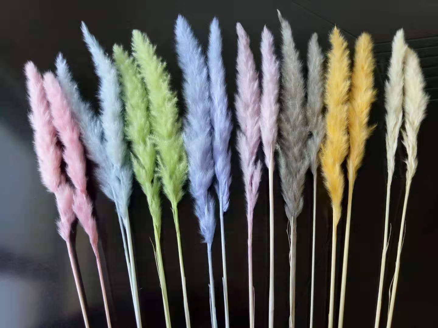 Tail Reed (dry flower, dried flower)