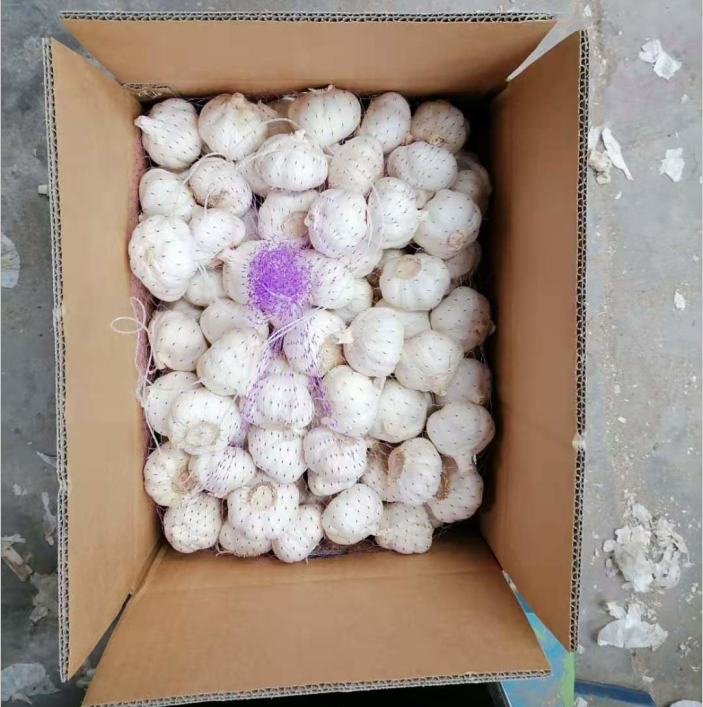 High quality pure white garlic 6.0cm China export by sea