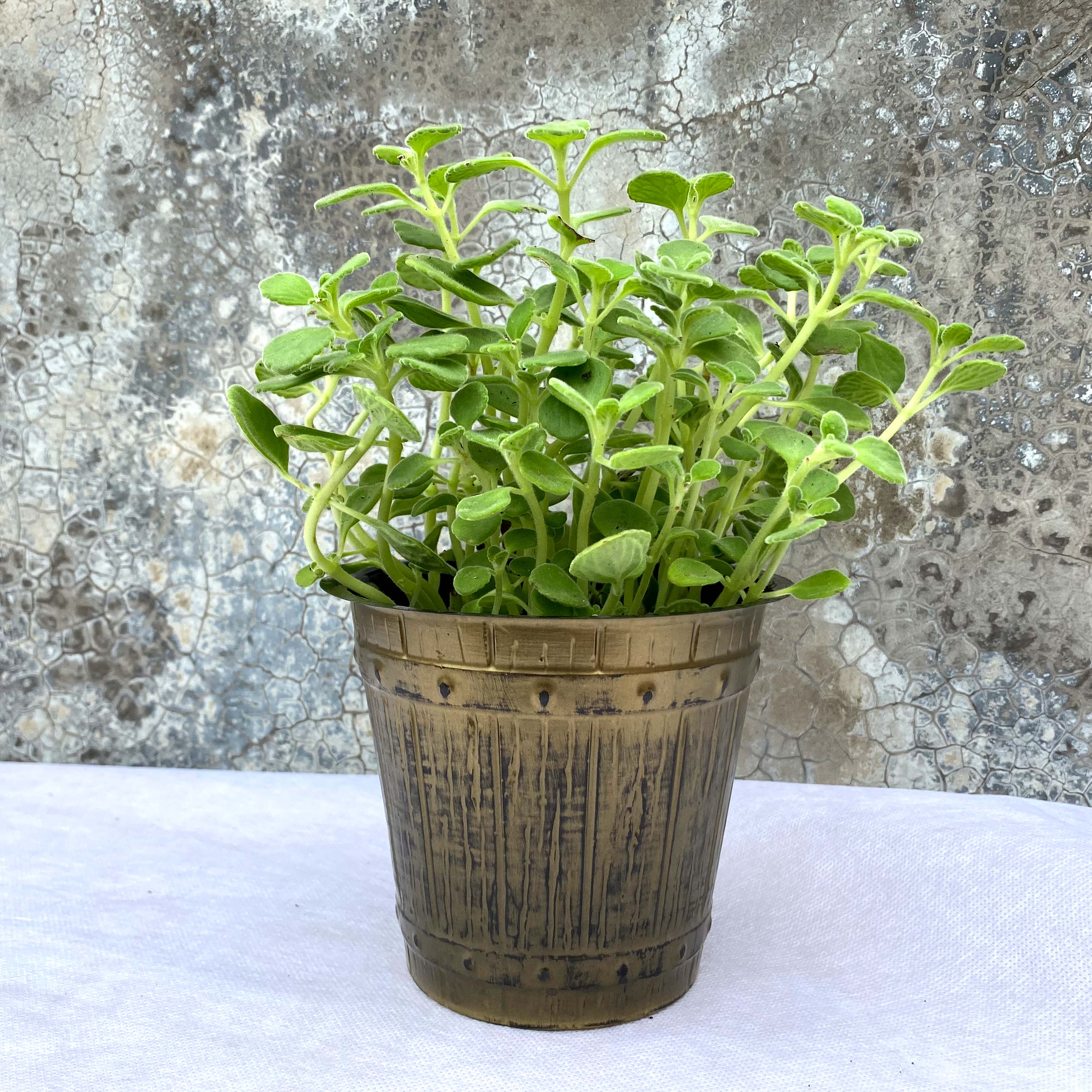 wood basket shapeplastic cover pot