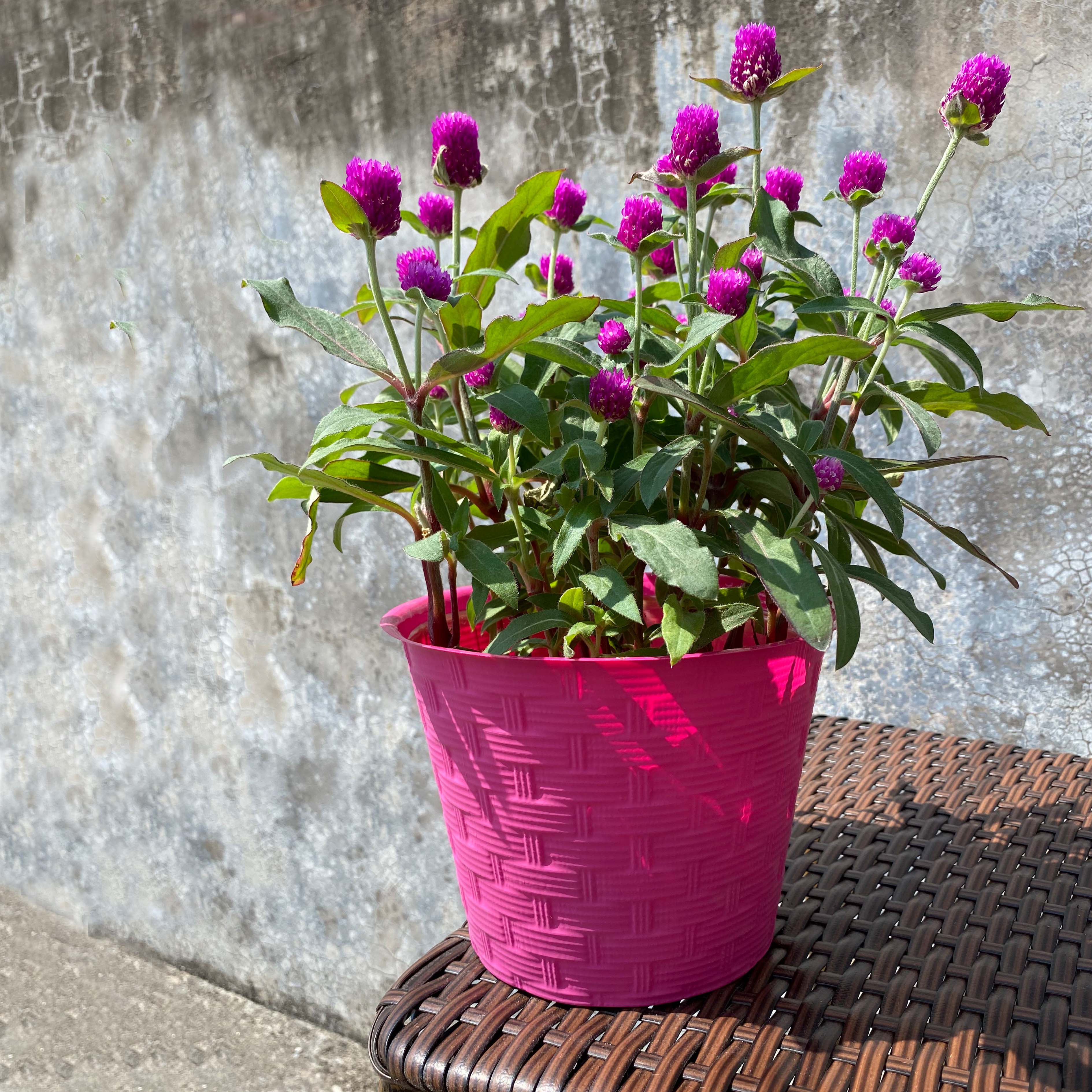 Basket proof plastic cover pot