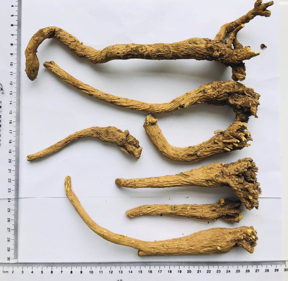 Baical Skullcap Root