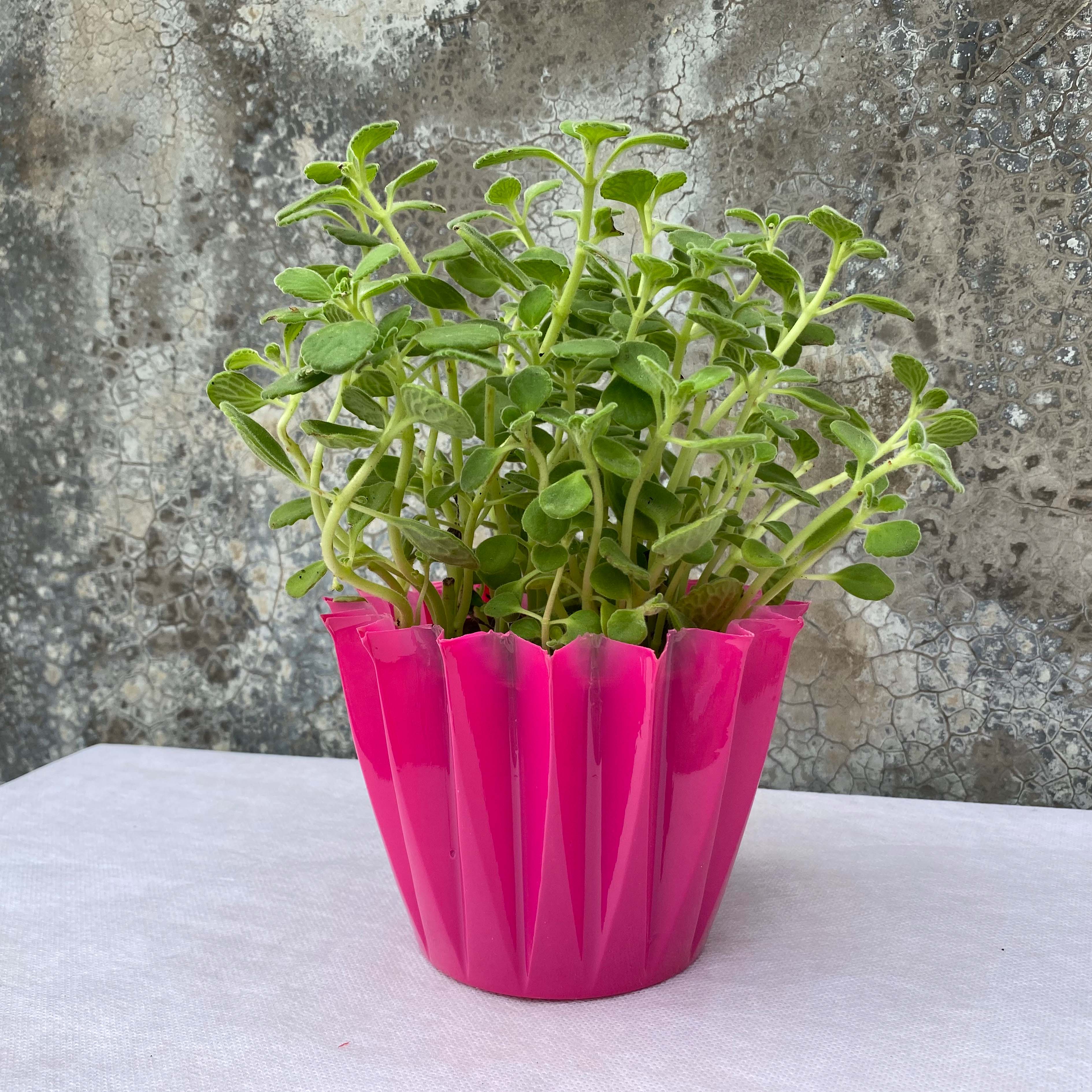 Big cupcake plastic cover pot