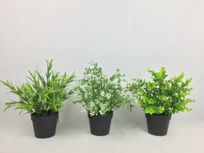 EUCALYPTUS series in Plastic pot