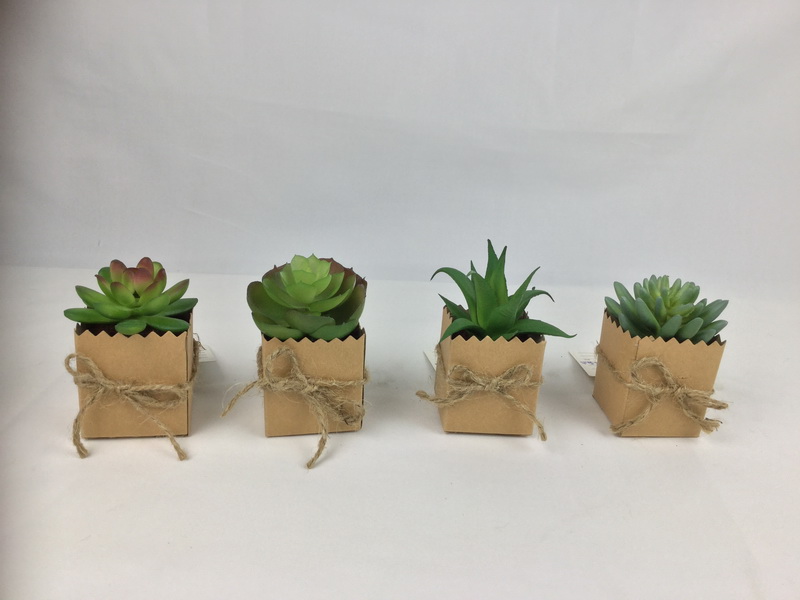 Succulent plants in Paper pot