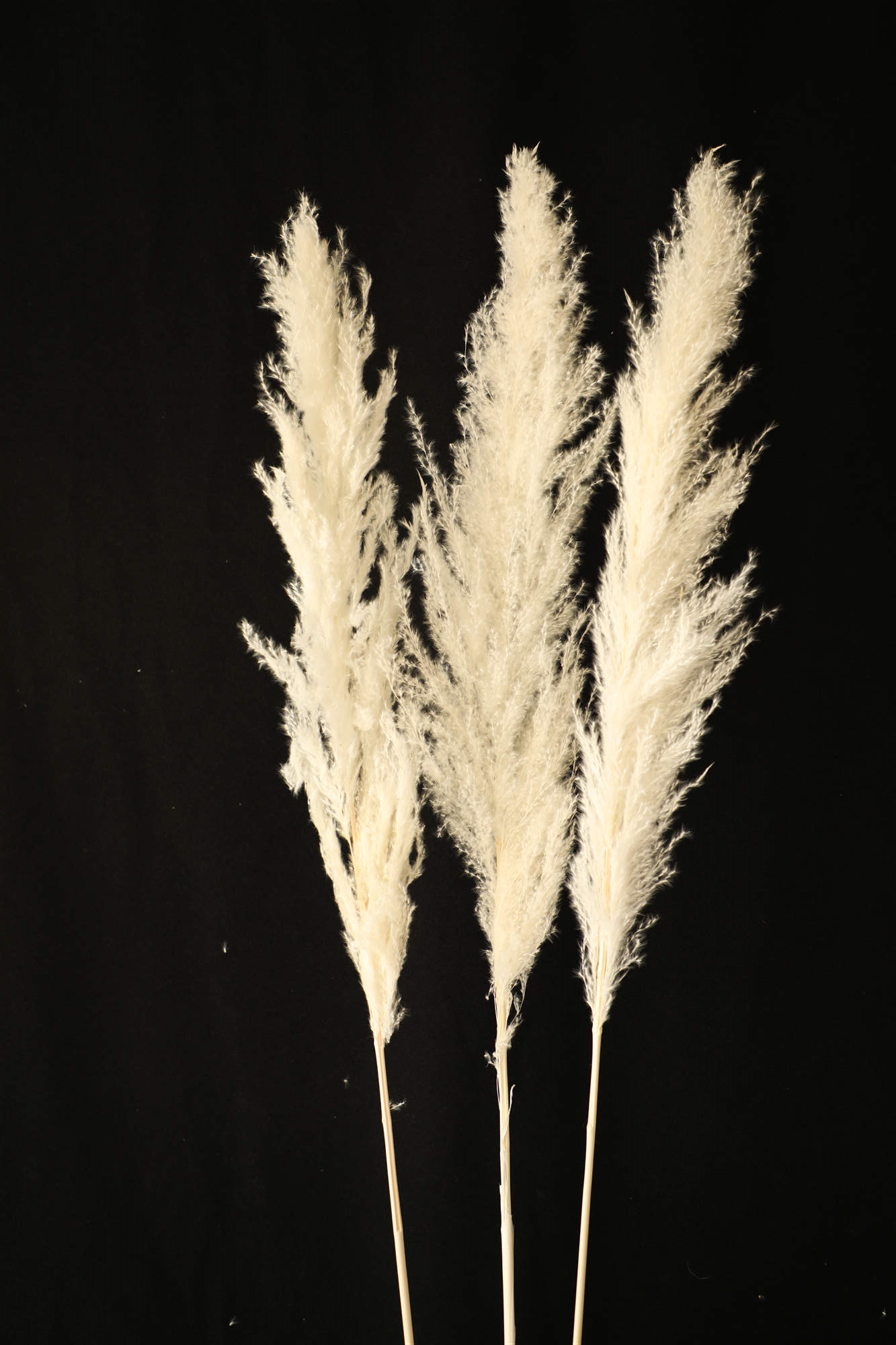 Natural pampas flower 100-115cm