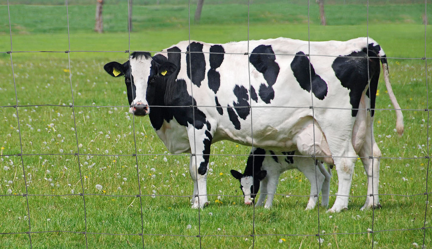Field fence