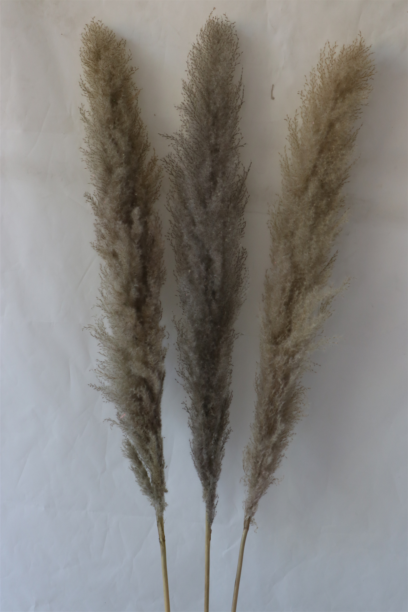 dry flower NATURAL LARGE PAMPAS