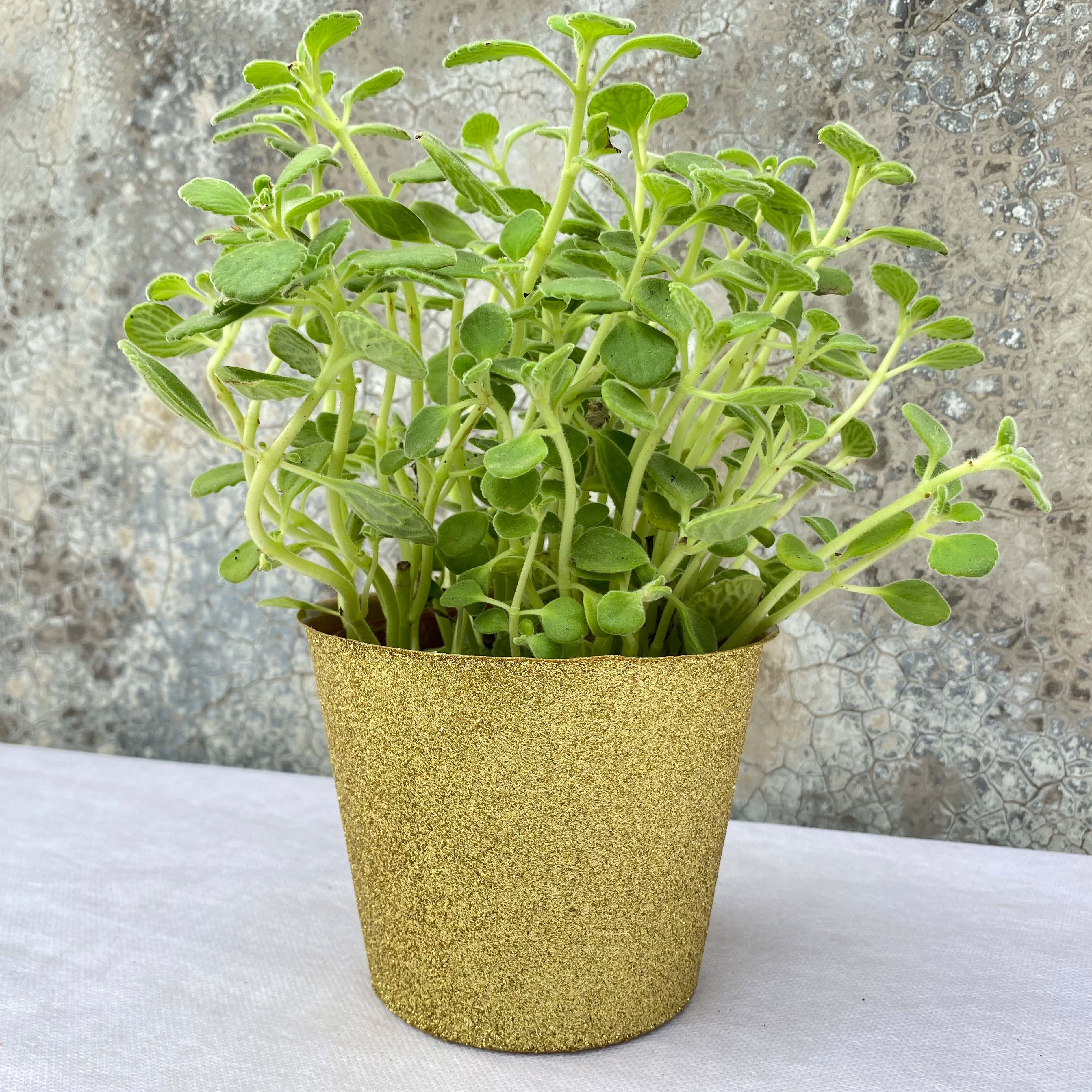 Glitter surface plastic cover pot