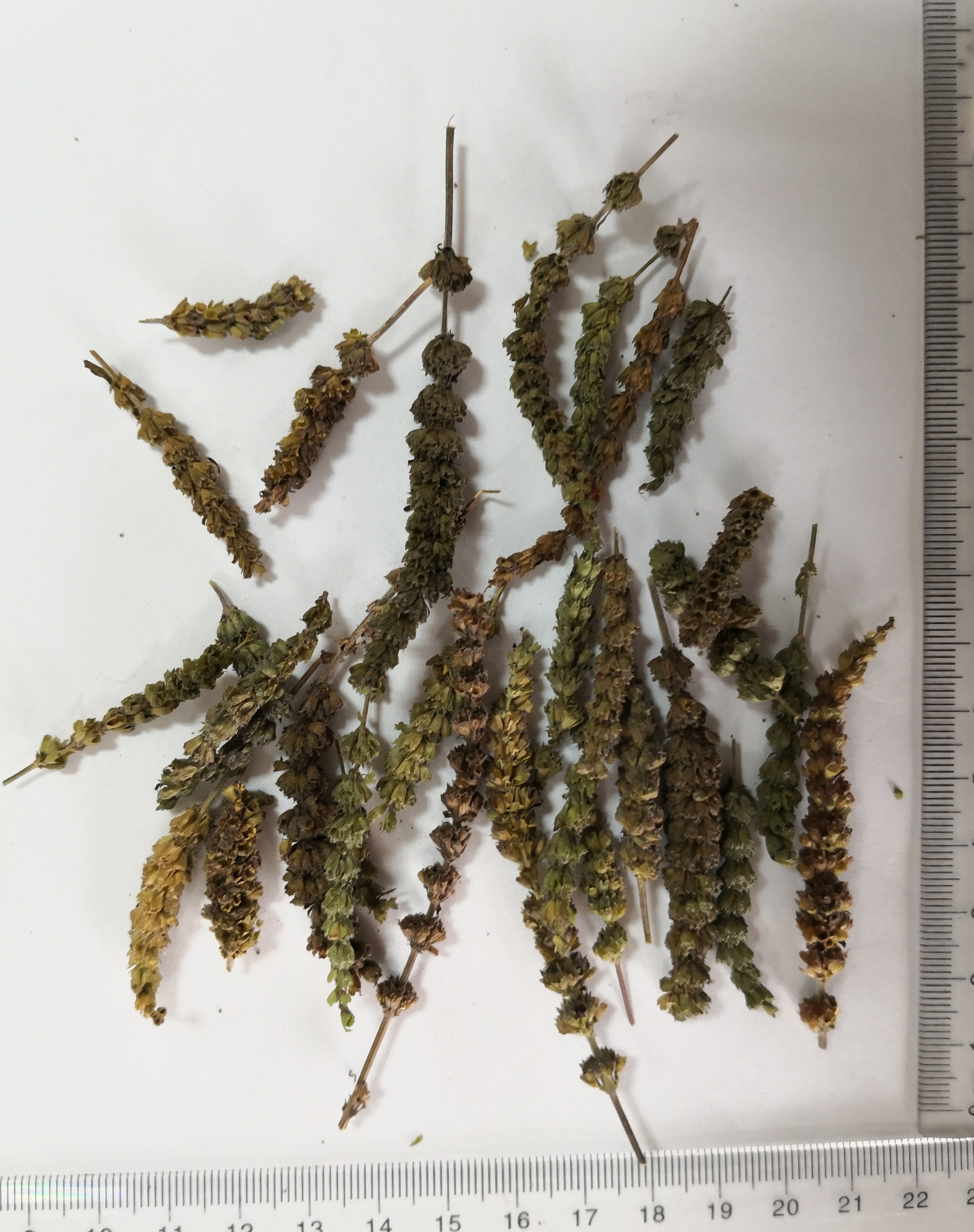 Fineleaf Schizonepeta Herb