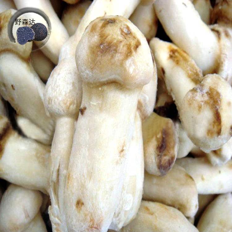 Frozen tricholoma matsutake