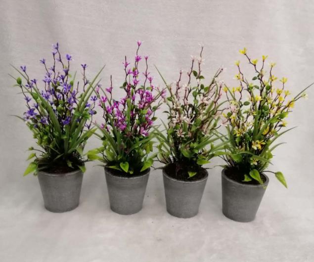 Potted Tropical Grss