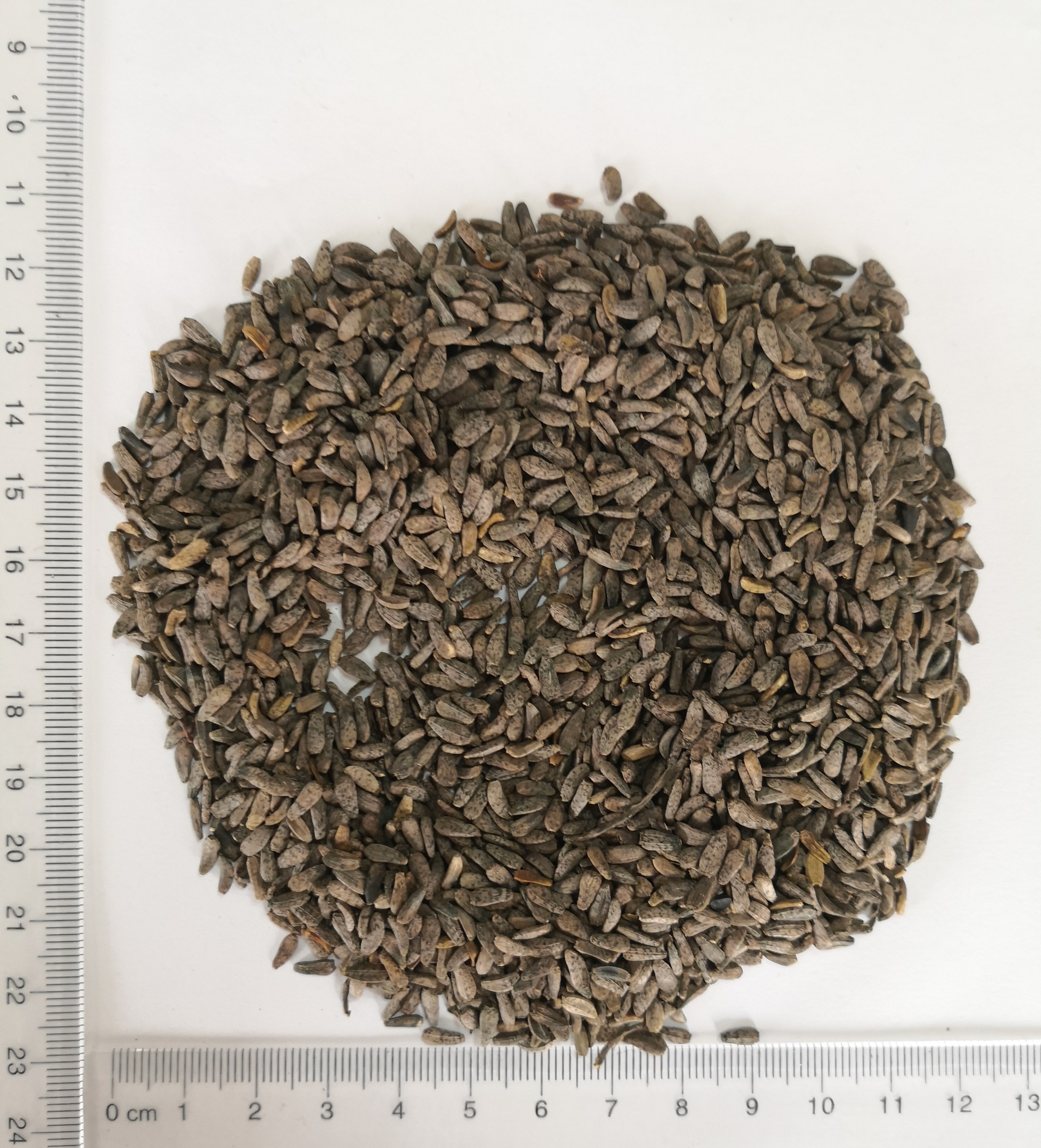 Great Burdock Achene