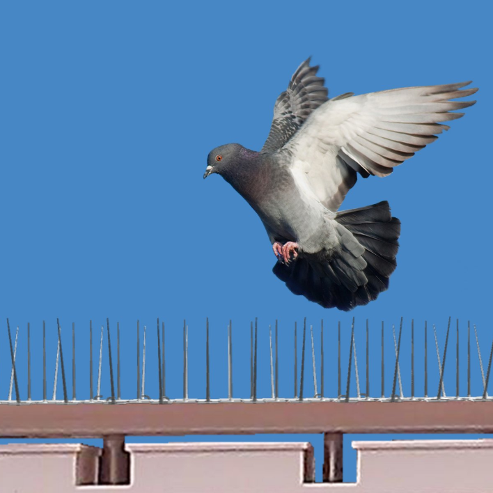 Bird Spikes