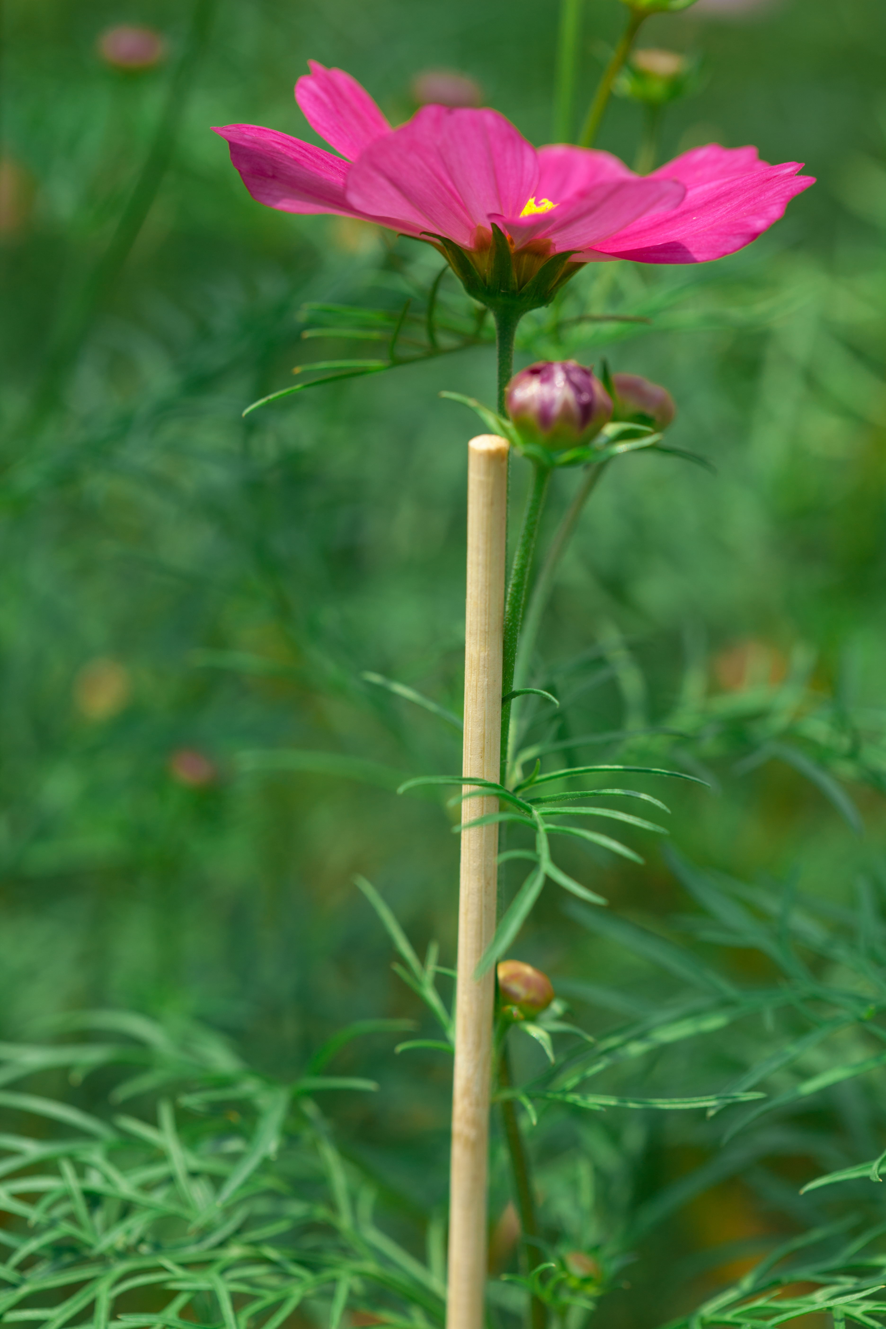 Bamboo Flower Sticks