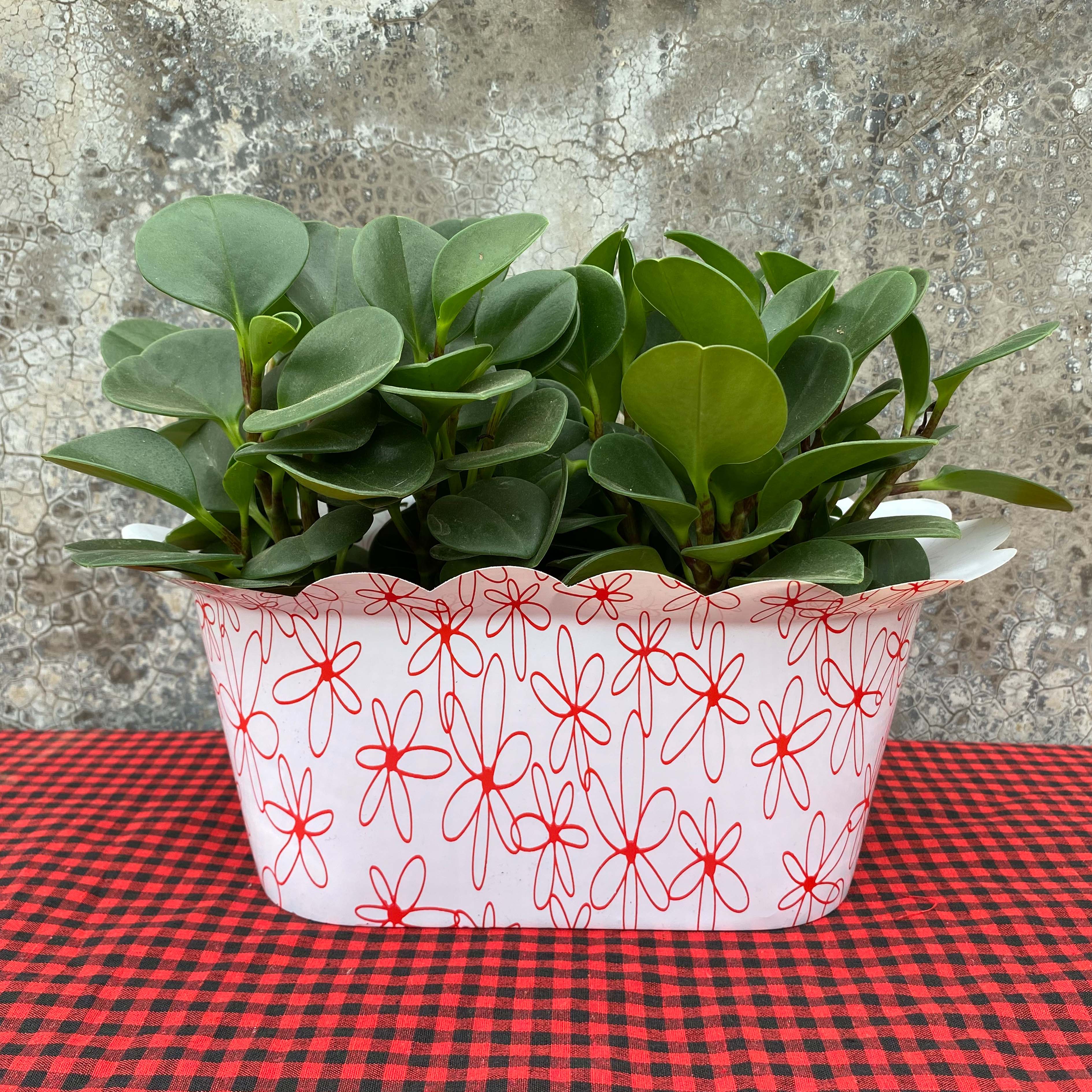 Oval plastic cover pot