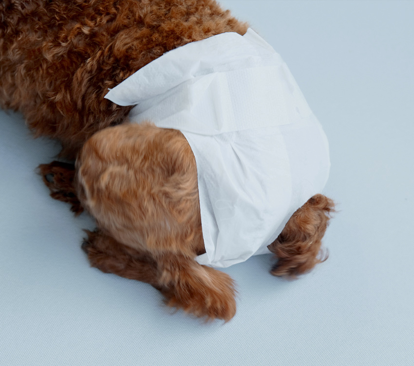 super absorbency dog diaper disposable diaper