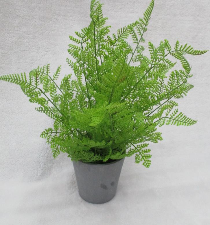 Potted Tropical Plants